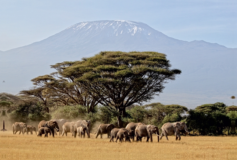 Majestätische Tiere vor dem Berg der Berge: Elefanten vor dem Kilimandjaro ! Kenia