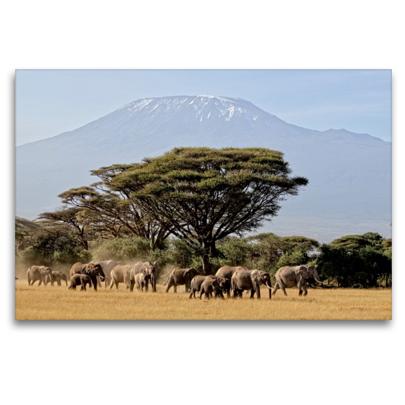 Majestätische Tiere vor dem Berg der Berge: Elefanten vor dem Kilimandjaro ! Kenia