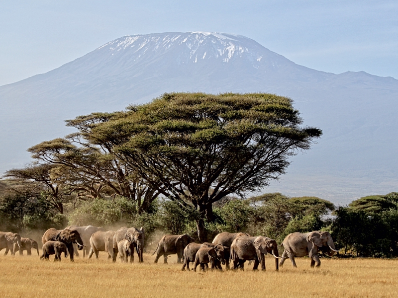 Majestätische Tiere vor dem Berg der Berge: Elefanten vor dem Kilimandjaro ! Kenia