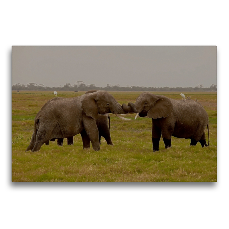 Spielstunde der Elefanten in freier Wildbahn. Kenia