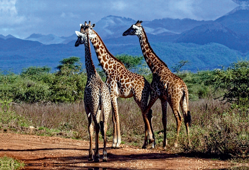 Giraffen. Faszinierende Wildtiere Afrikas