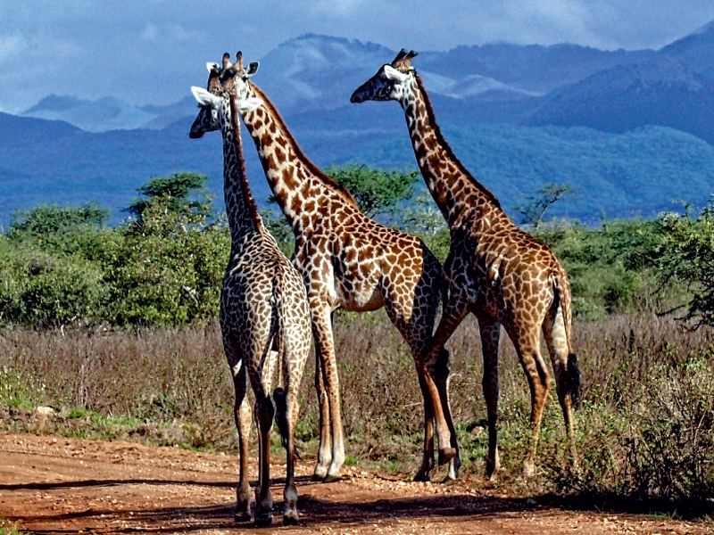 Giraffen. Faszinierende Wildtiere Afrikas