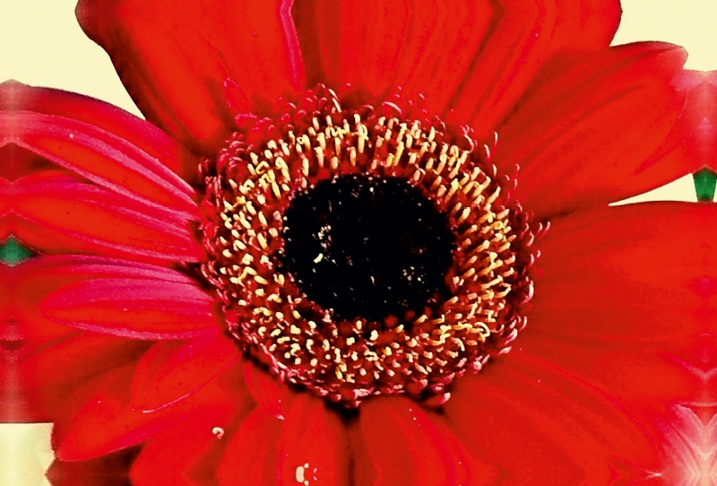 Rote Gerbera