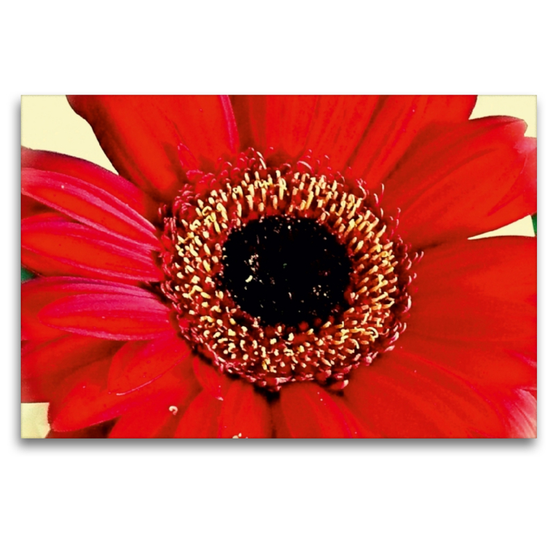 Rote Gerbera