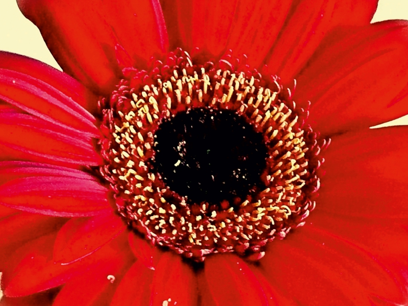 Rote Gerbera