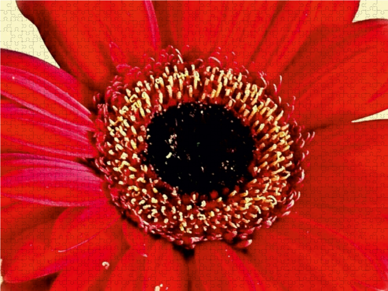 Rote Gerbera