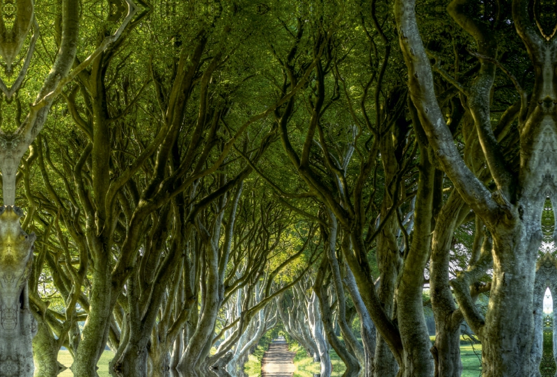 The Dark Hedges