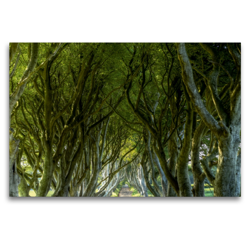 The Dark Hedges