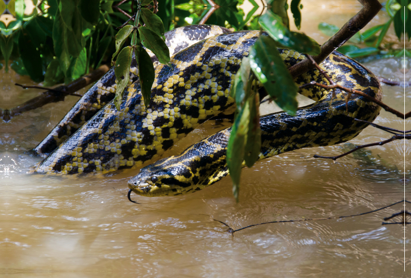 Gelbe Anakonda im Pantanal