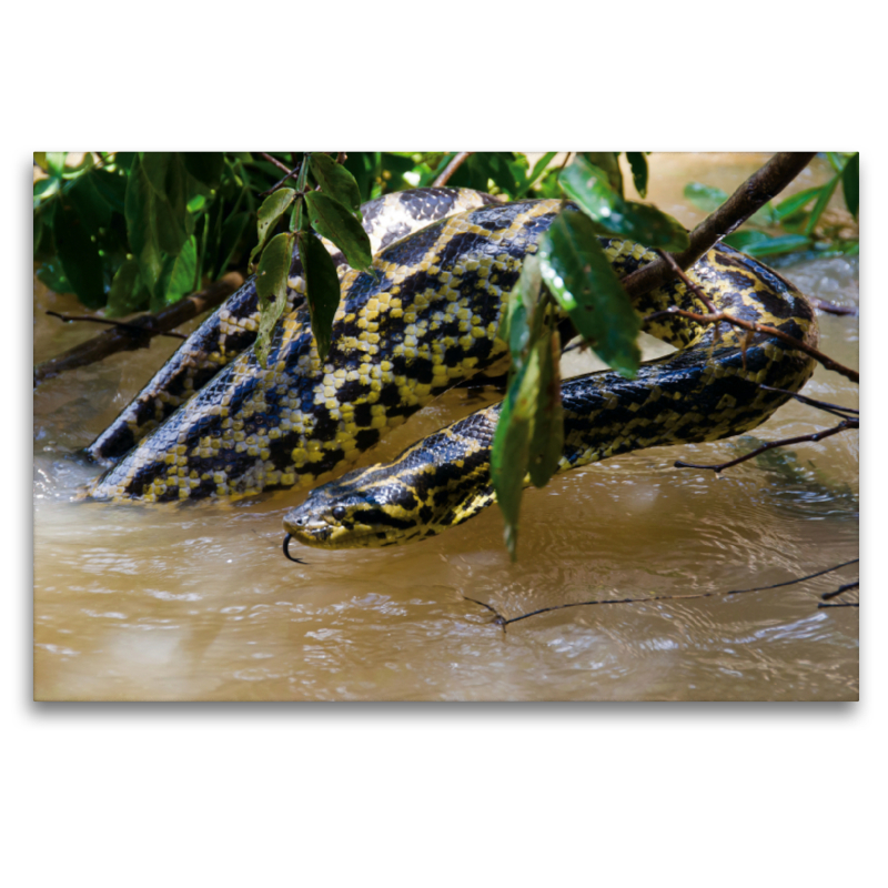 Gelbe Anakonda im Pantanal