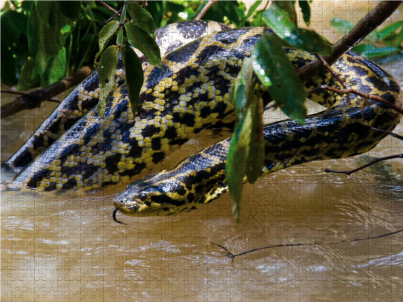 Gelbe Anakonda im Pantanal