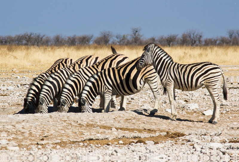 Burchell Zebras an einem Wasserloch im Etosha National Park