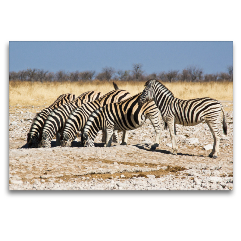 Burchell Zebras an einem Wasserloch im Etosha National Park