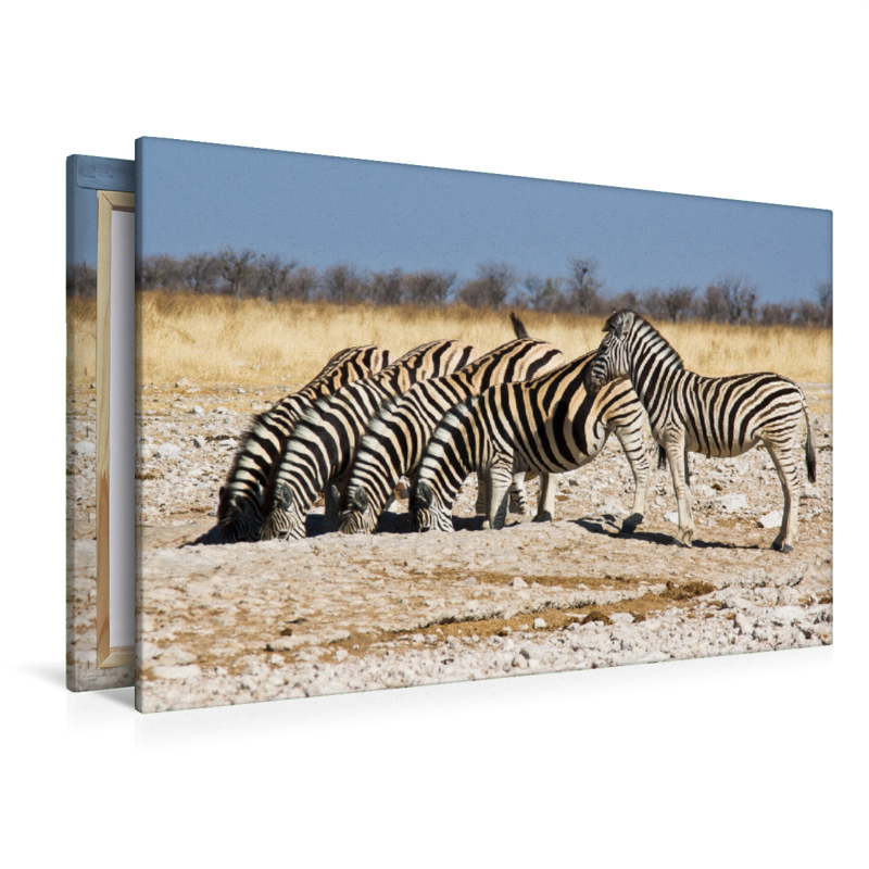 Burchell Zebras an einem Wasserloch im Etosha National Park