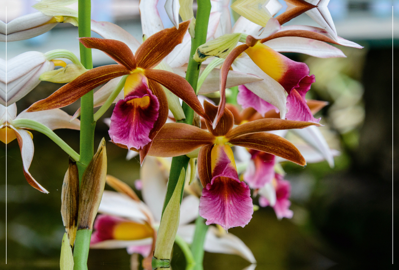 Phaius Tankervilliae