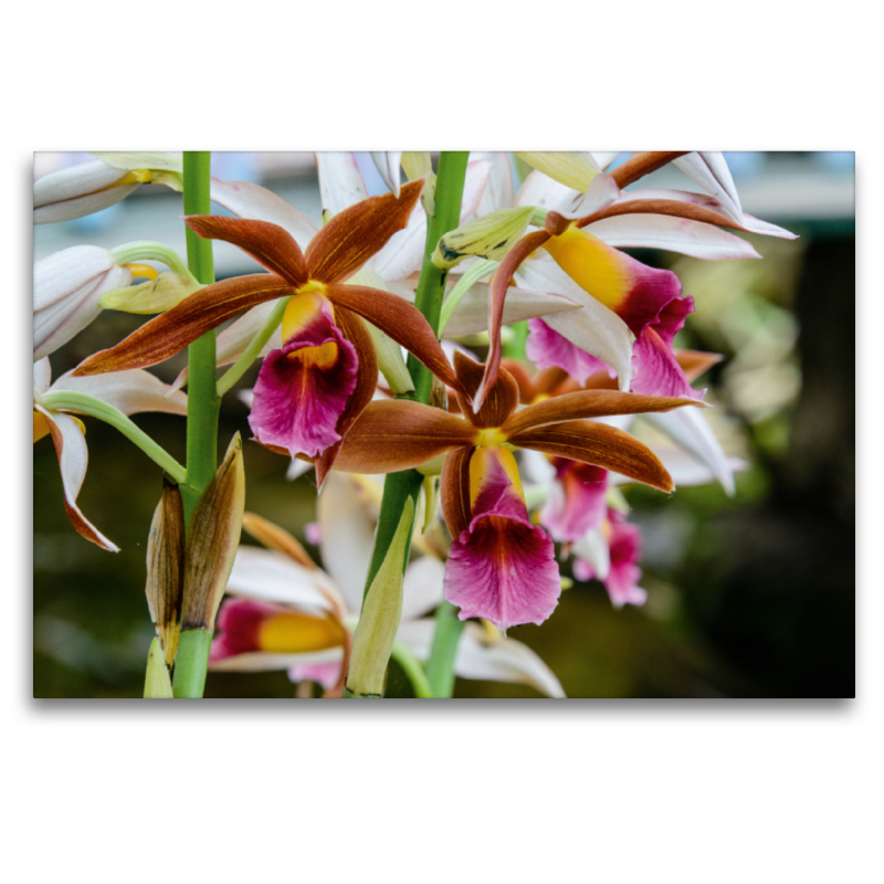 Phaius Tankervilliae