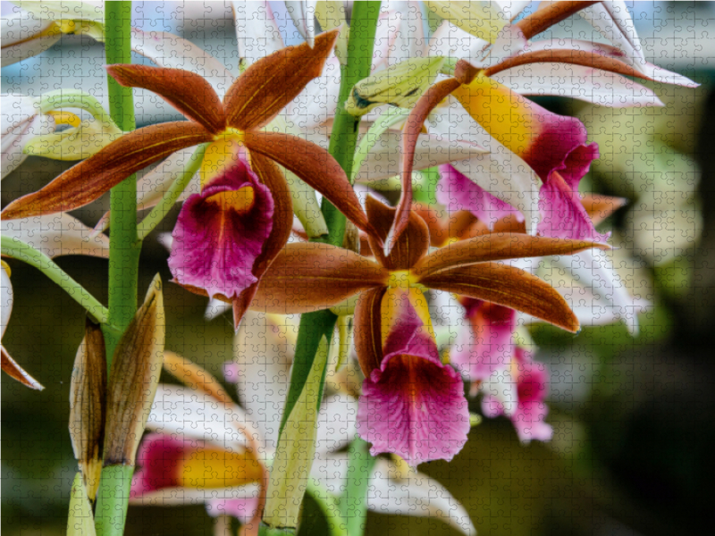 Phaius Tankervilliae