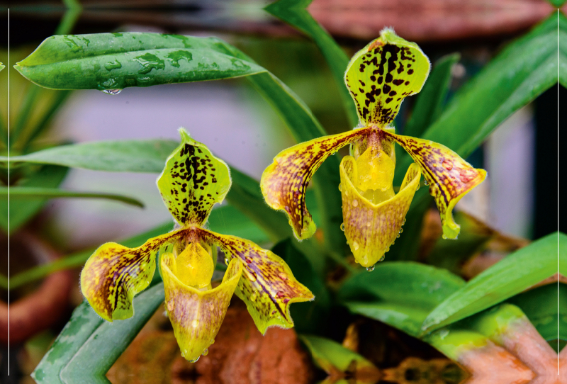 Paphiopedilum spec.