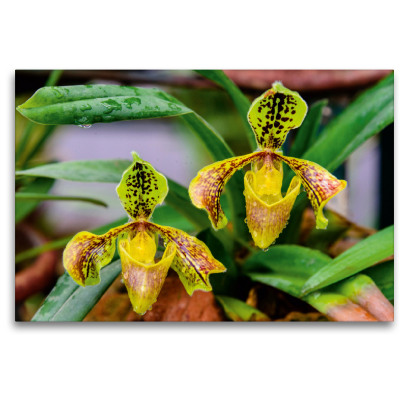 Paphiopedilum spec.