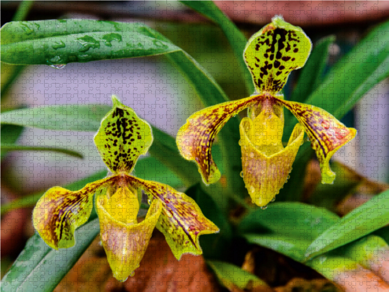 Paphiopedilum spec.