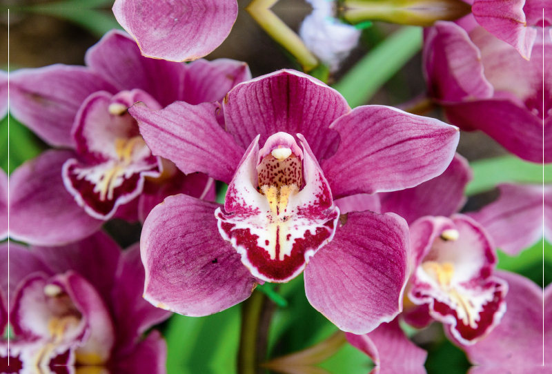 Hybrid-Cymbidium