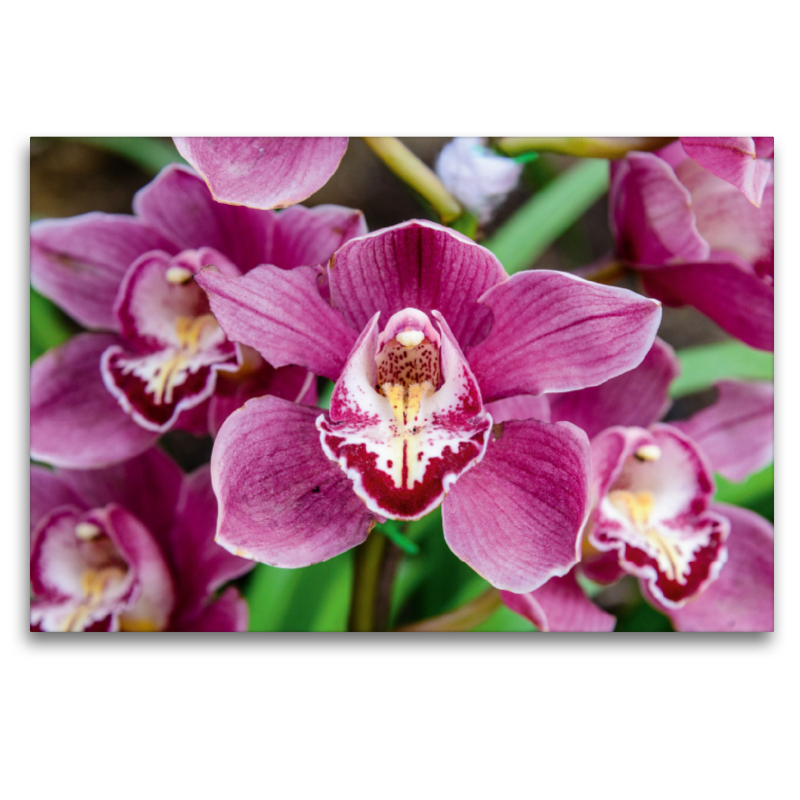 Hybrid-Cymbidium