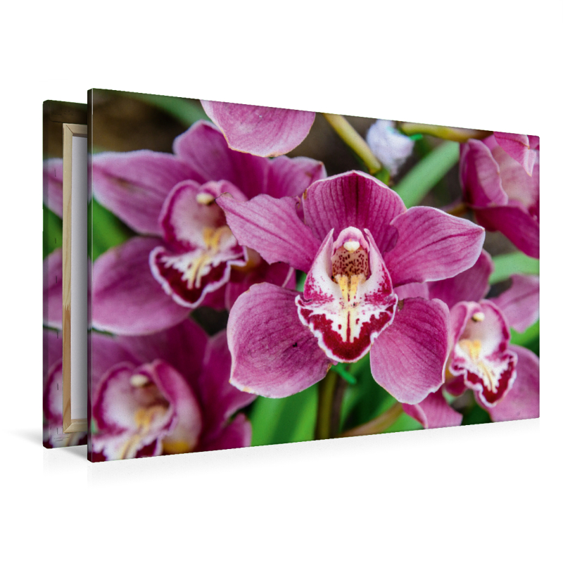 Hybrid-Cymbidium