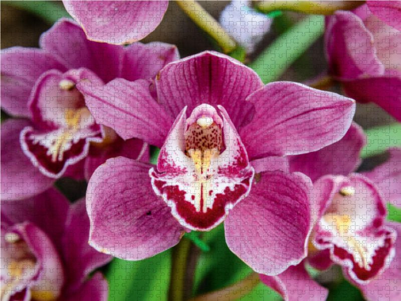 Hybrid-Cymbidium