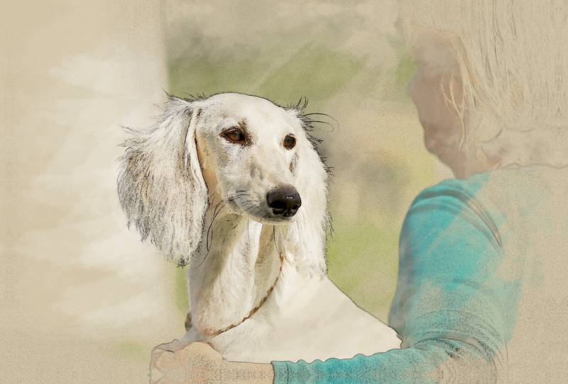 Ein Motiv aus dem Kalender Saluki Portraits