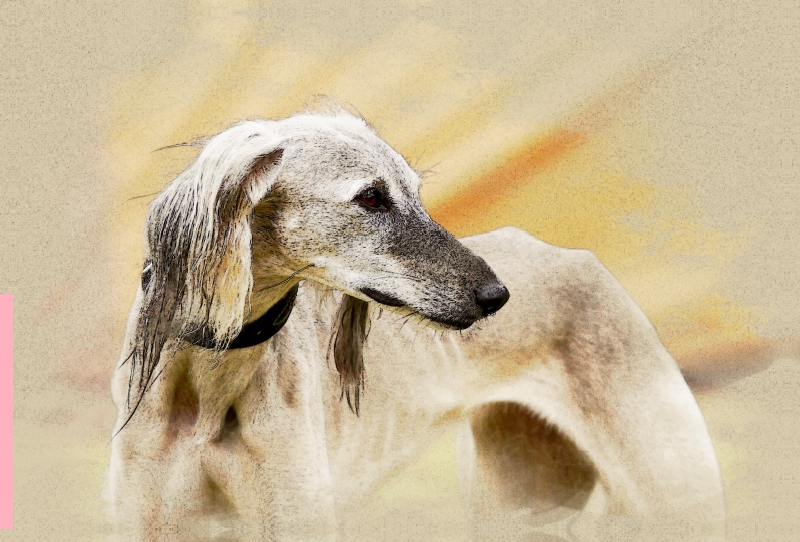 Ein Motiv aus dem Kalender Saluki Portraits