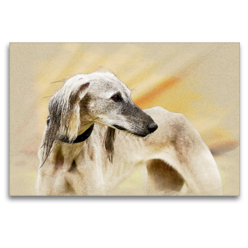 Ein Motiv aus dem Kalender Saluki Portraits