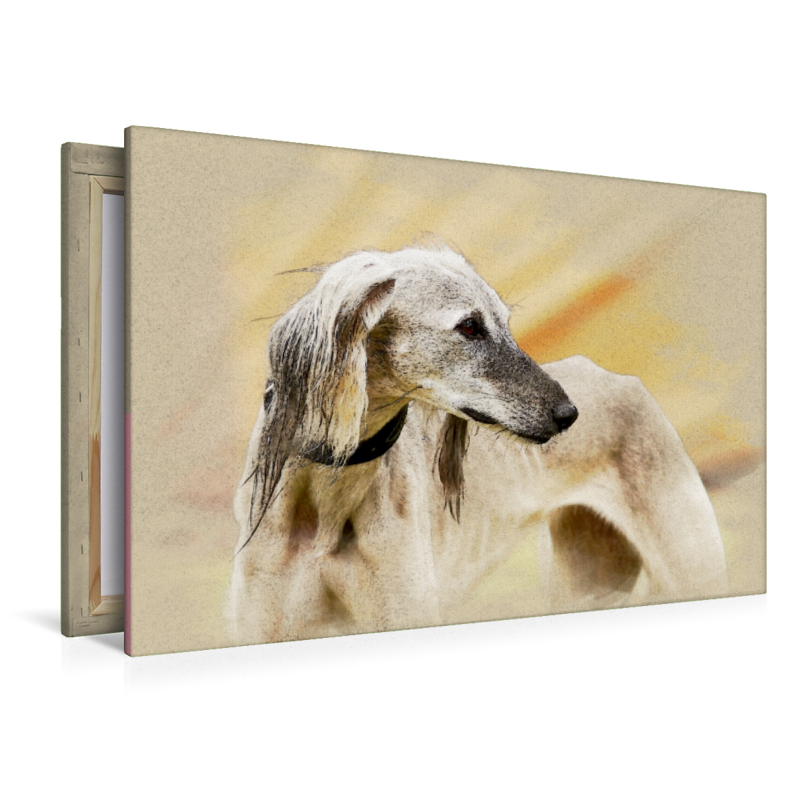 Ein Motiv aus dem Kalender Saluki Portraits