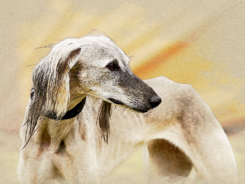 Ein Motiv aus dem Kalender Saluki Portraits