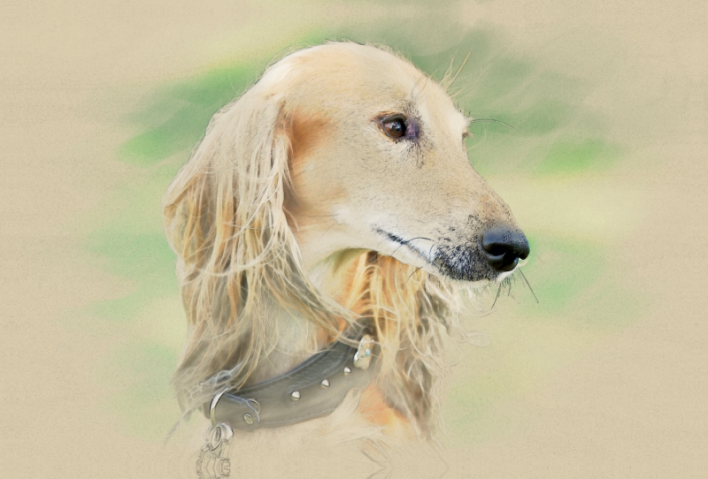 Ein Motiv aus dem Kalender Saluki Portraits