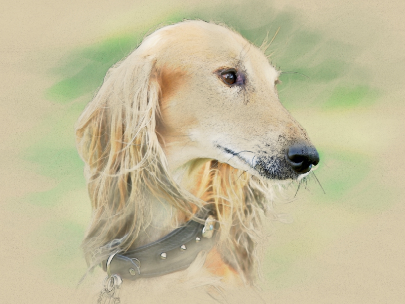 Ein Motiv aus dem Kalender Saluki Portraits