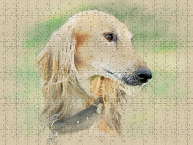 Ein Motiv aus dem Kalender Saluki Portraits