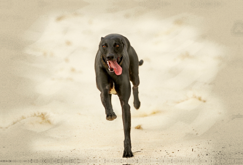 Ein Motiv aus dem Kalender Galgo español - Spanische Windhunde in Bewegung