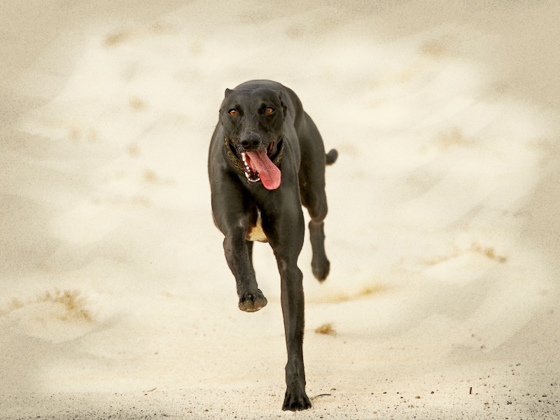 Ein Motiv aus dem Kalender Galgo español - Spanische Windhunde in Bewegung