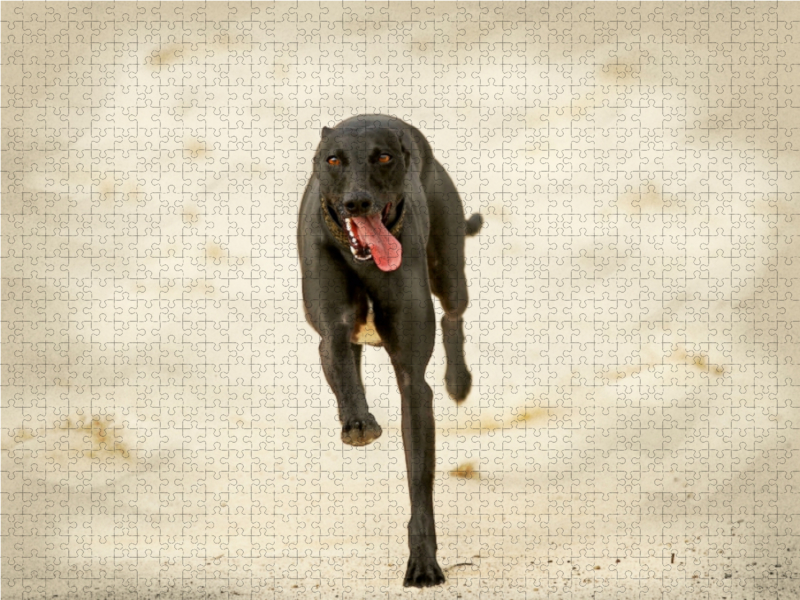 Ein Motiv aus dem Kalender Galgo español - Spanische Windhunde in Bewegung