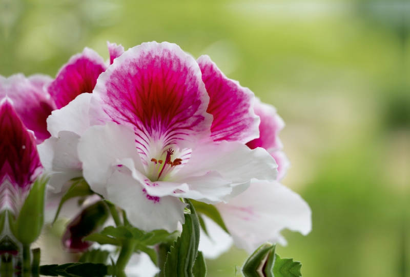 Edelpelargonie 'Elegance Bravo' (Pelargonium grandiflorum)