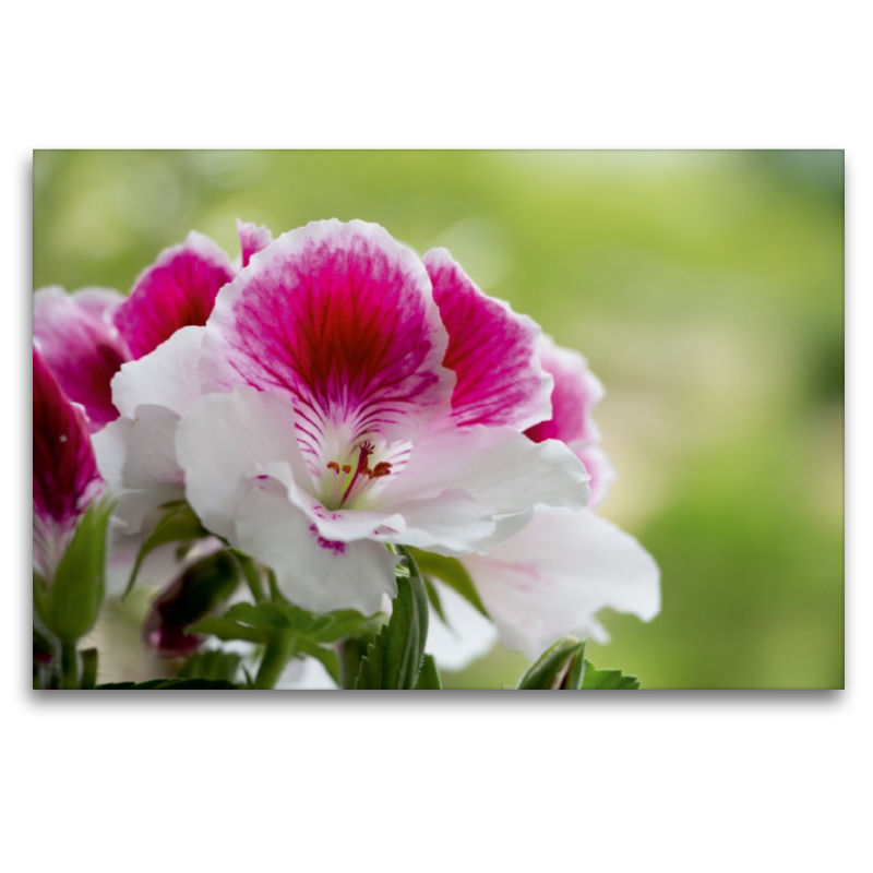 Edelpelargonie 'Elegance Bravo' (Pelargonium grandiflorum)