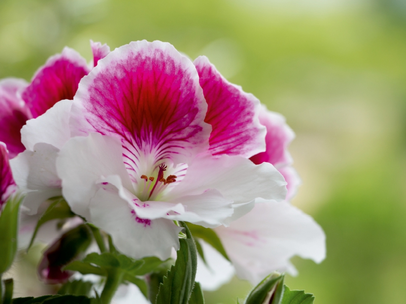 Edelpelargonie 'Elegance Bravo' (Pelargonium grandiflorum)