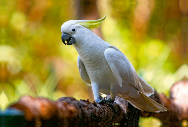 Ein Motiv aus dem Kalender aves australis - Vögel Australiens