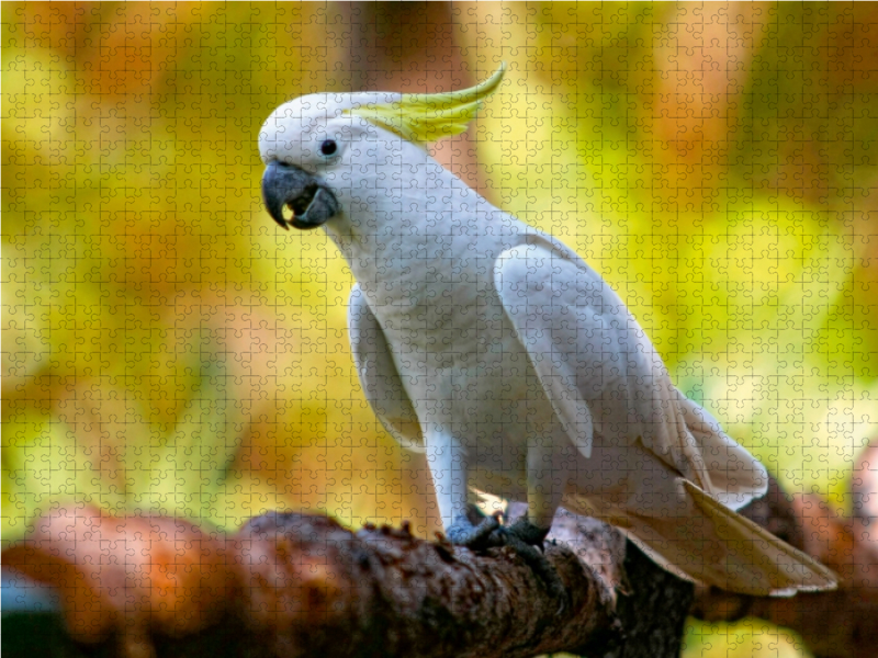 Ein Motiv aus dem Kalender aves australis - Vögel Australiens