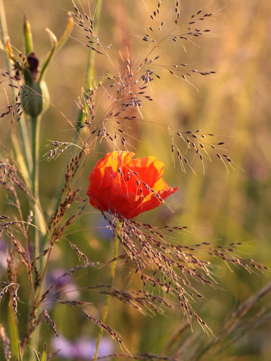 Mohnblume
