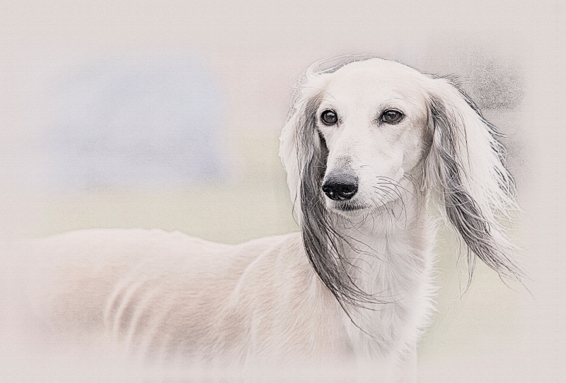 Saluki