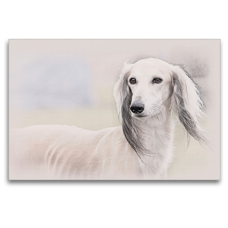 Saluki