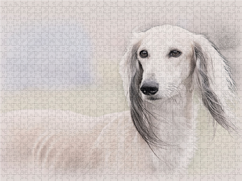 Saluki