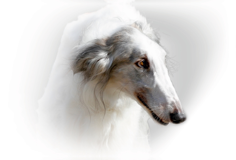 Barsoi (Russischer Windhund)