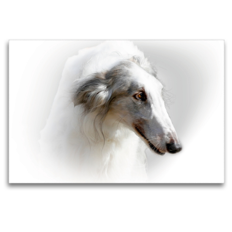 Barsoi (Russischer Windhund)